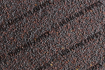 Black Mustard